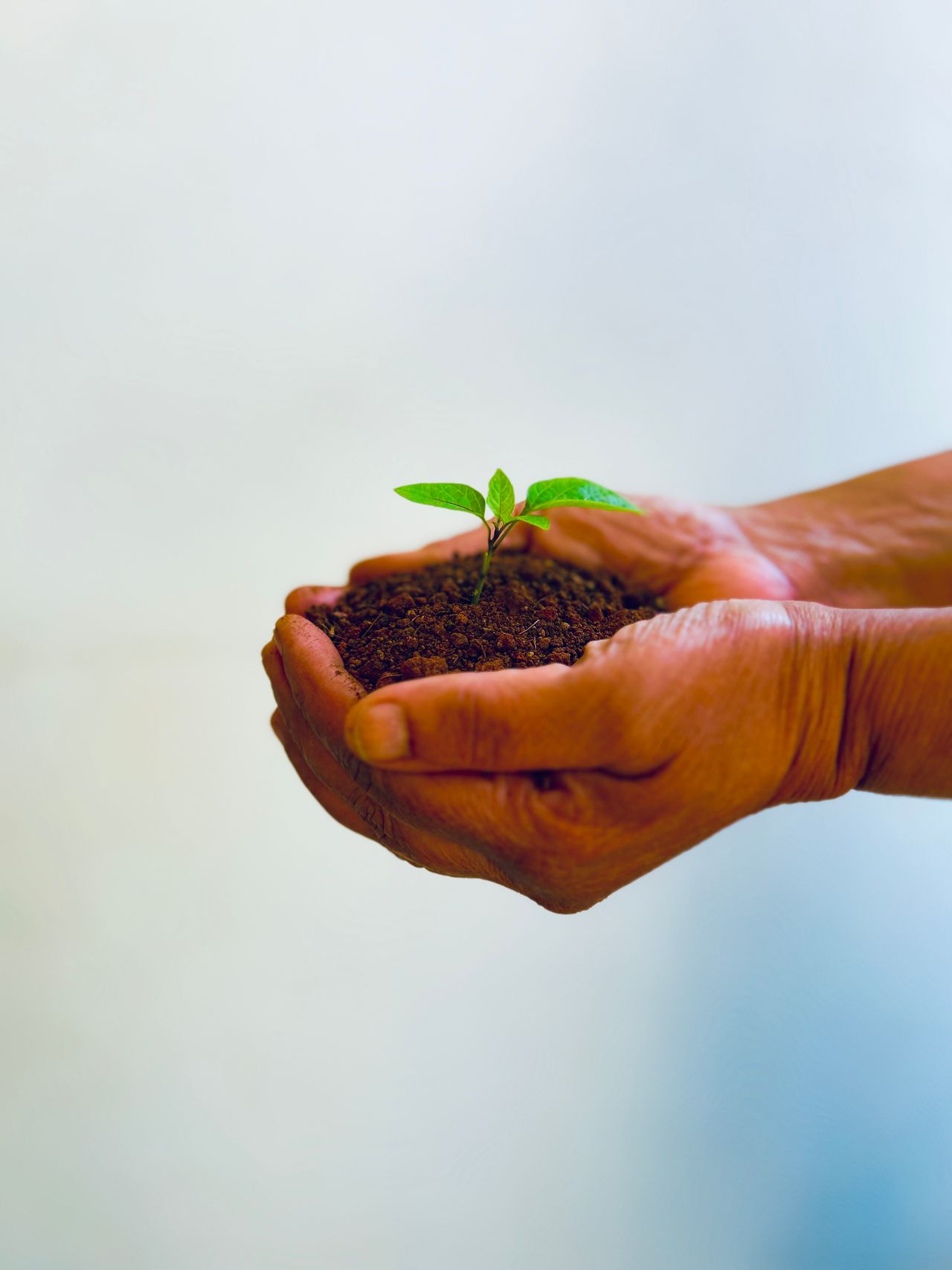 Scientist testing plant sample